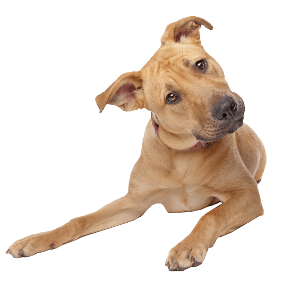 cute-dog-transparent-background