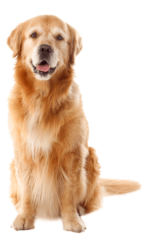 dog happy