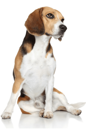 dog hubspot migration