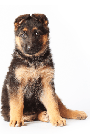 german shephard hubspot migration