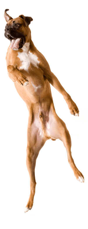 tall dog happy